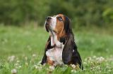 BASSET HOUND 032